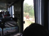 Bus Ride - Cowboy (perhaps Goucho) on Horse - Costa Rica