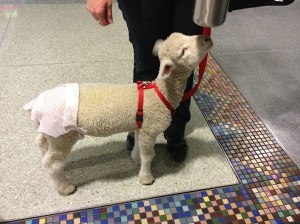 Baby sheep at Denver Airport